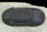 Bargain, Paralejurus Trilobite - Atchana, Morocco #126998-1